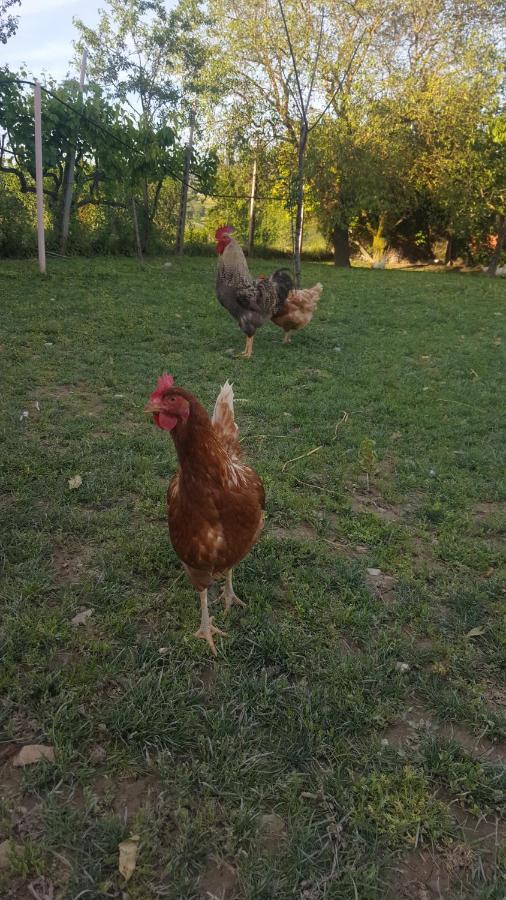 Agriturismo La Ginestrella Civitella D'Arna Zewnętrze zdjęcie